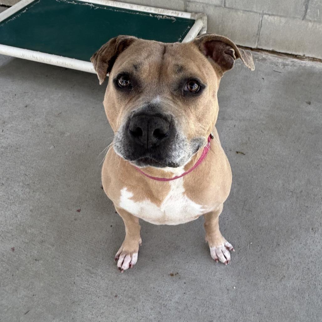 Enlarge Wendy, a Adoptable mixed breed in Greenville, PA image 4/5