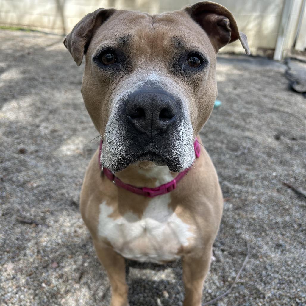 Wendy, a Adoptable mixed breed in Greenville, PA image 5/6