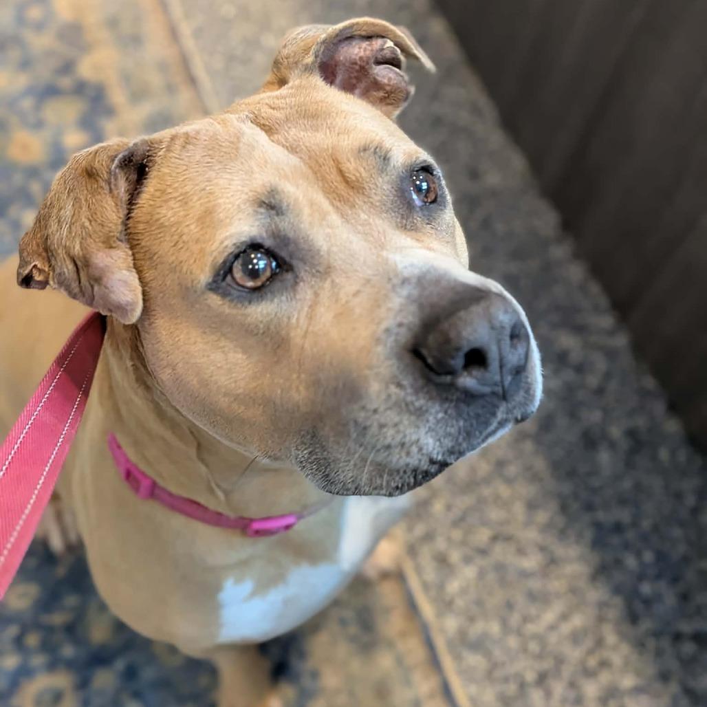 Enlarge Wendy, a Adoptable mixed breed in Greenville, PA image 5/5