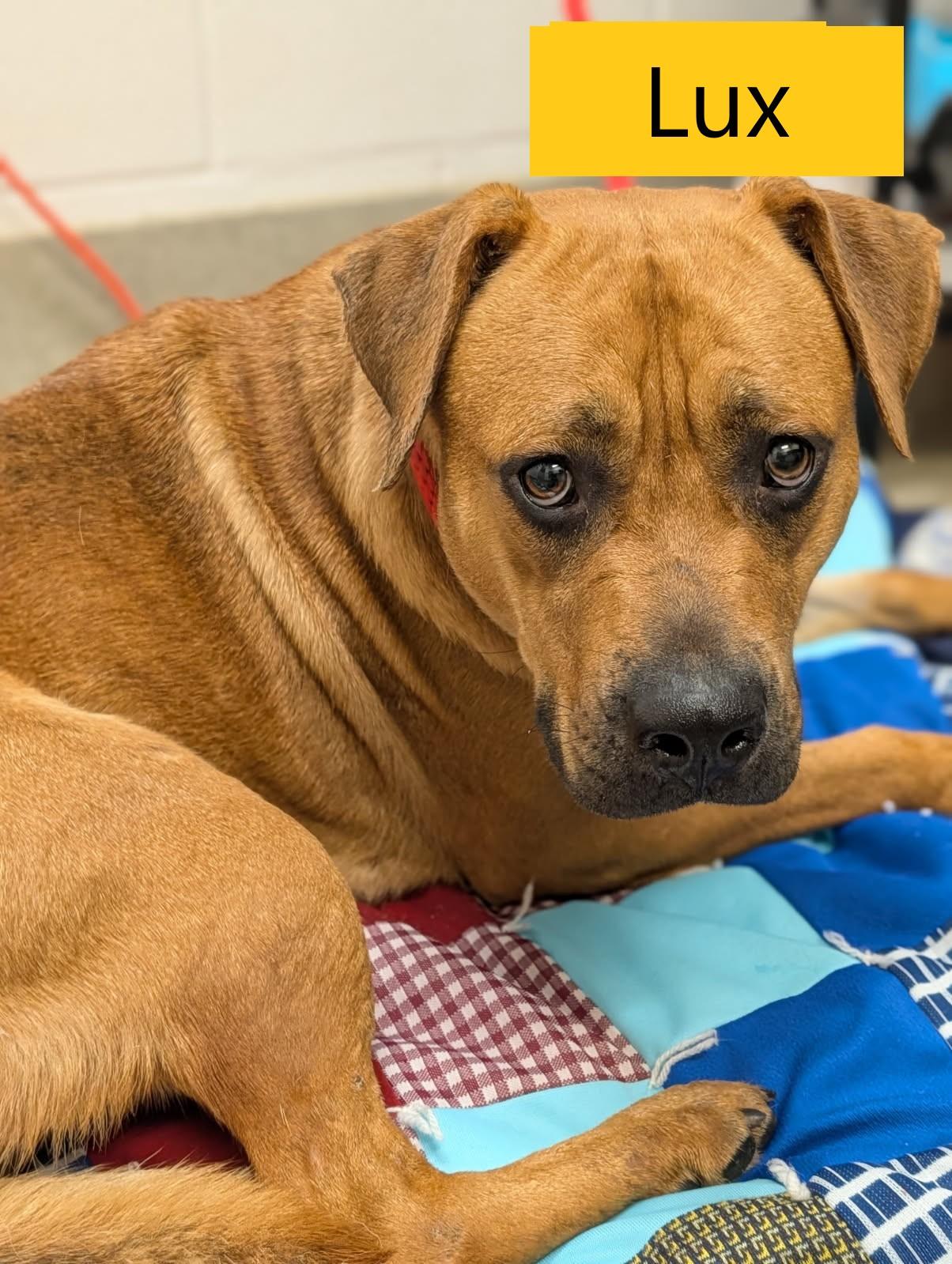 Lux, ADOPTABLE, Adult Female Black Mouth Cur.