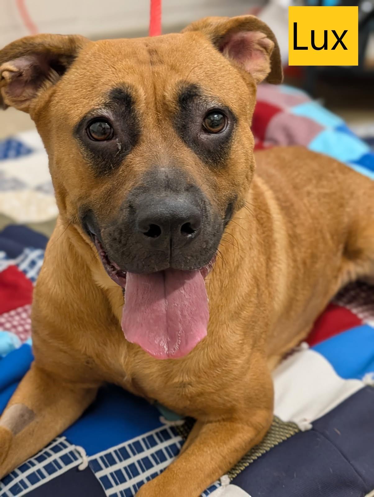 Lux, ADOPTABLE, Adult Female Black Mouth Cur.