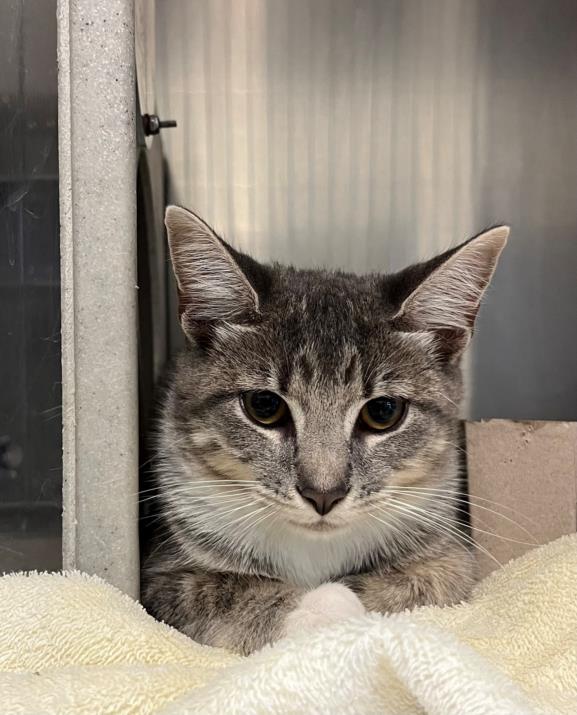 SKYLAR, Adoptable, Young Female Domestic Short Hair.