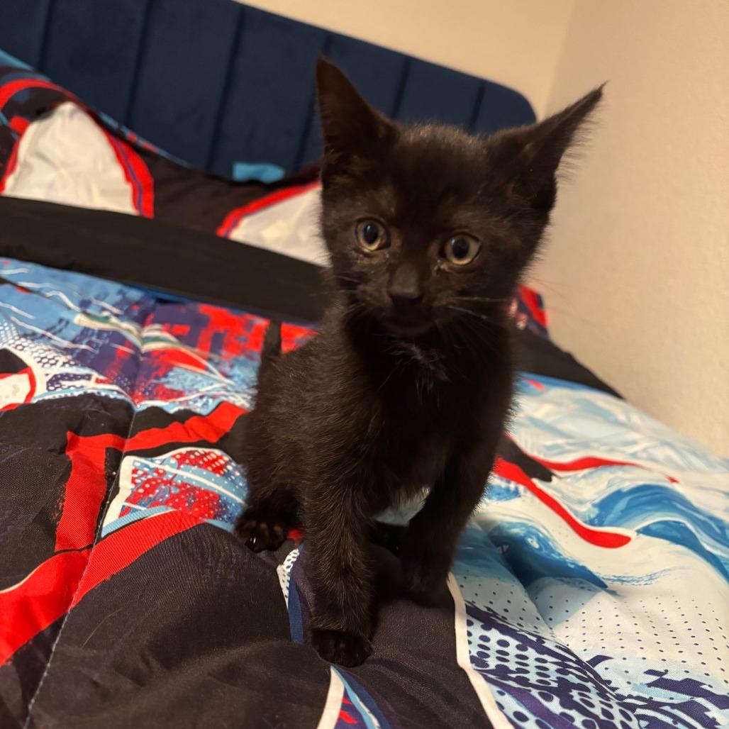 Enlarge Vale, a Adoptable Domestic Short Hair in Tacoma, WA image 1/2
