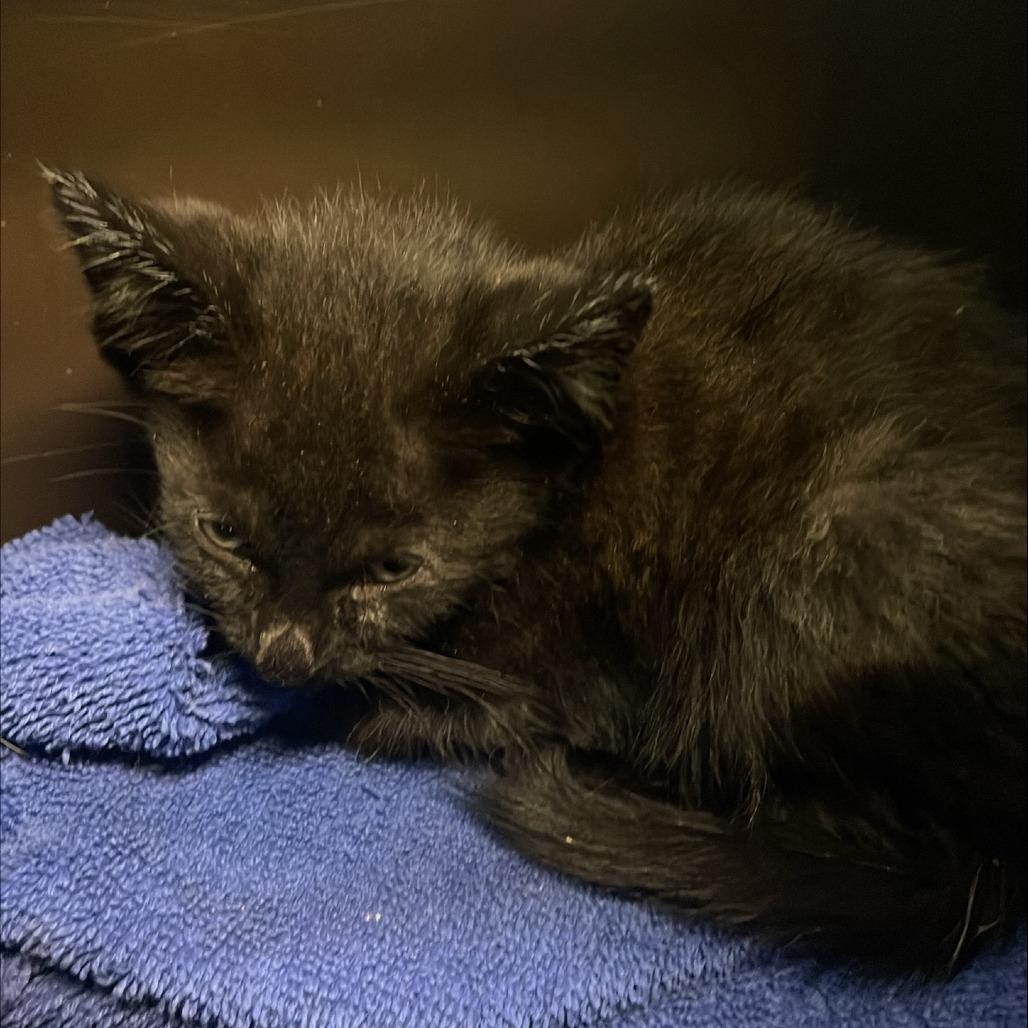 Enlarge Vale, a Adoptable Domestic Short Hair in Tacoma, WA image 2/2