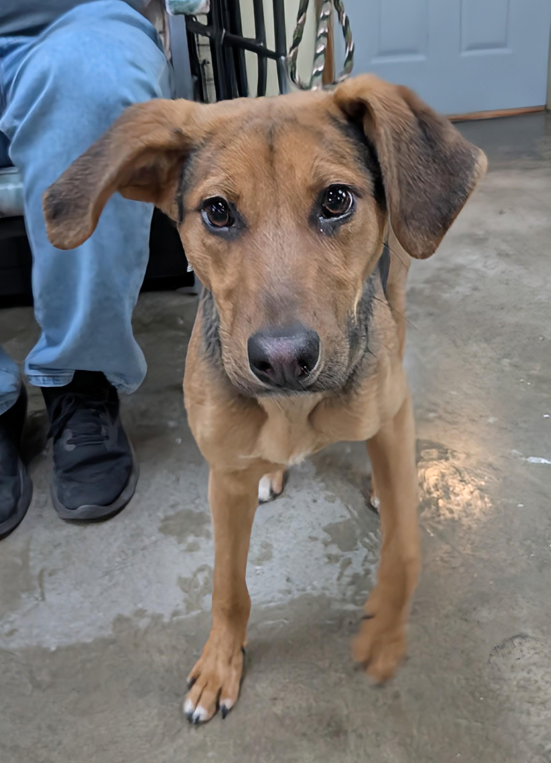 Enlarge Sadie, an adopted mixed breed in Decatur, IL image 1/1