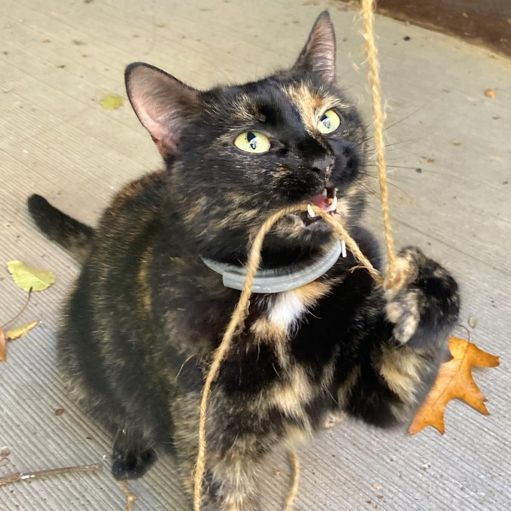 Enlarge Melody, a Adoptable Domestic Short Hair in Havre de Grace, MD image 1/1