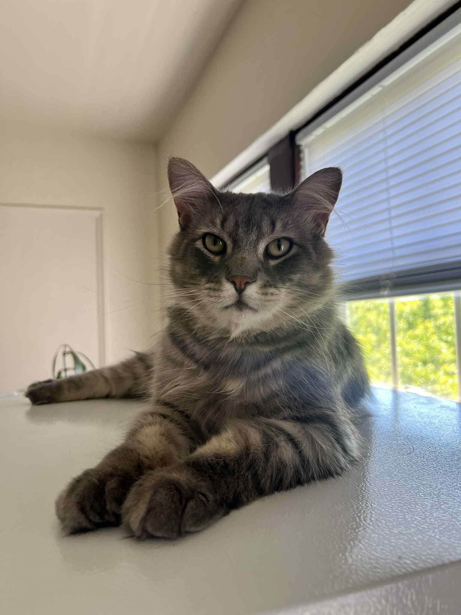 Silver Splendor, Adult Male Domestic Medium Hair