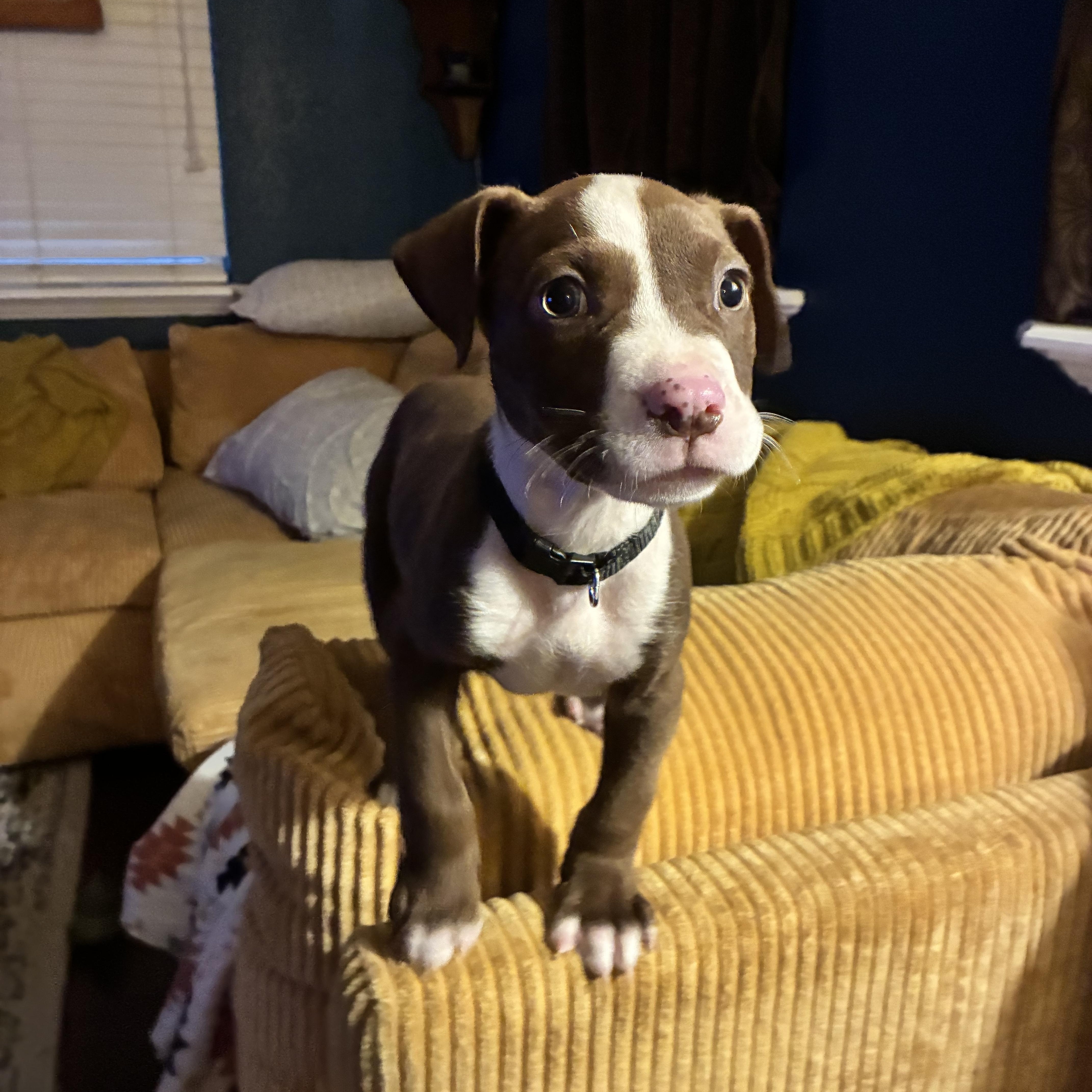 Enlarge Ralphie, a Adoptable mixed breed in New Orleans, LA image 5/5