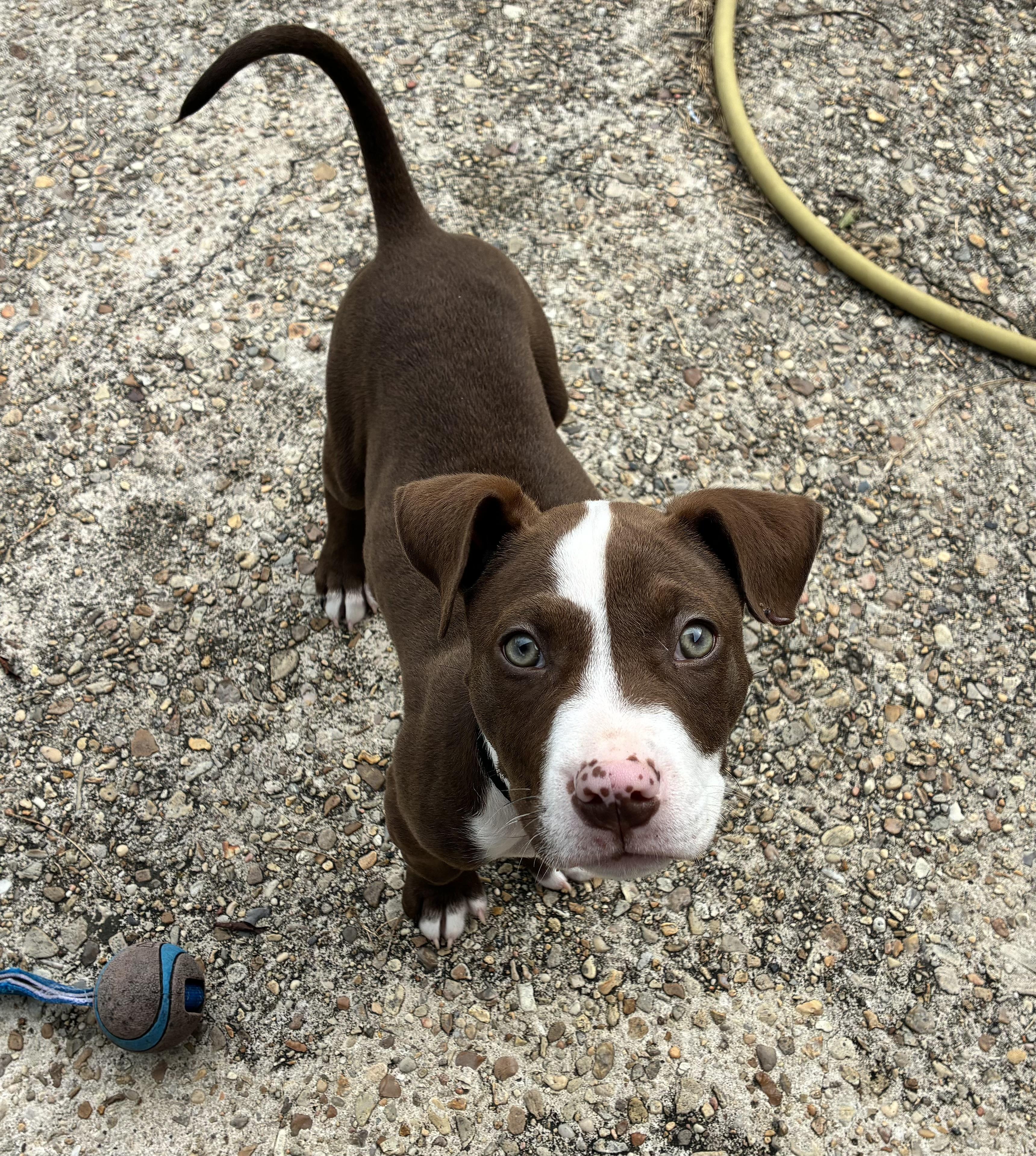 Ralphie, Adoptable, Puppy Male Pit Bull Terrier.