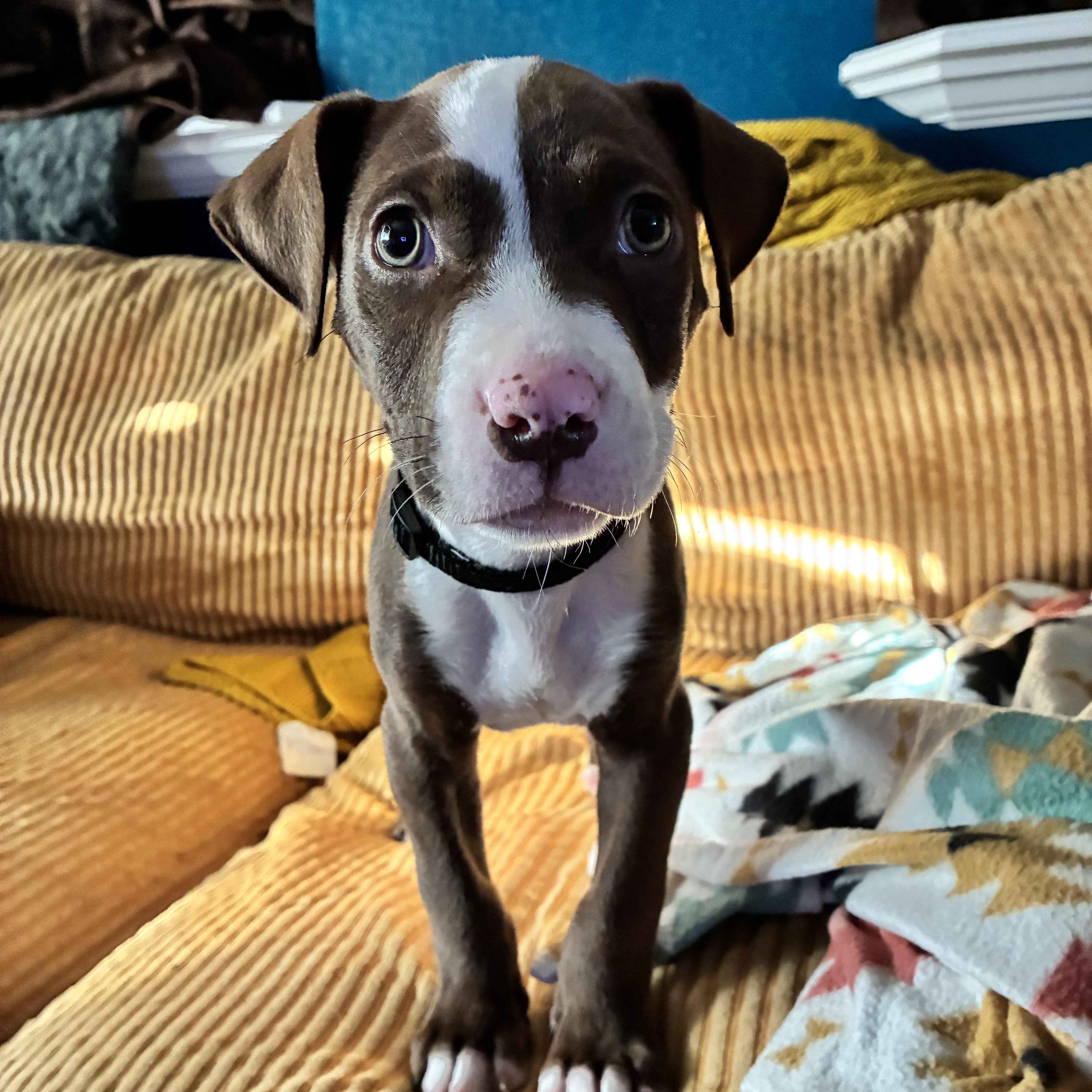 Enlarge Ralphie, a Adoptable mixed breed in New Orleans, LA image 3/5