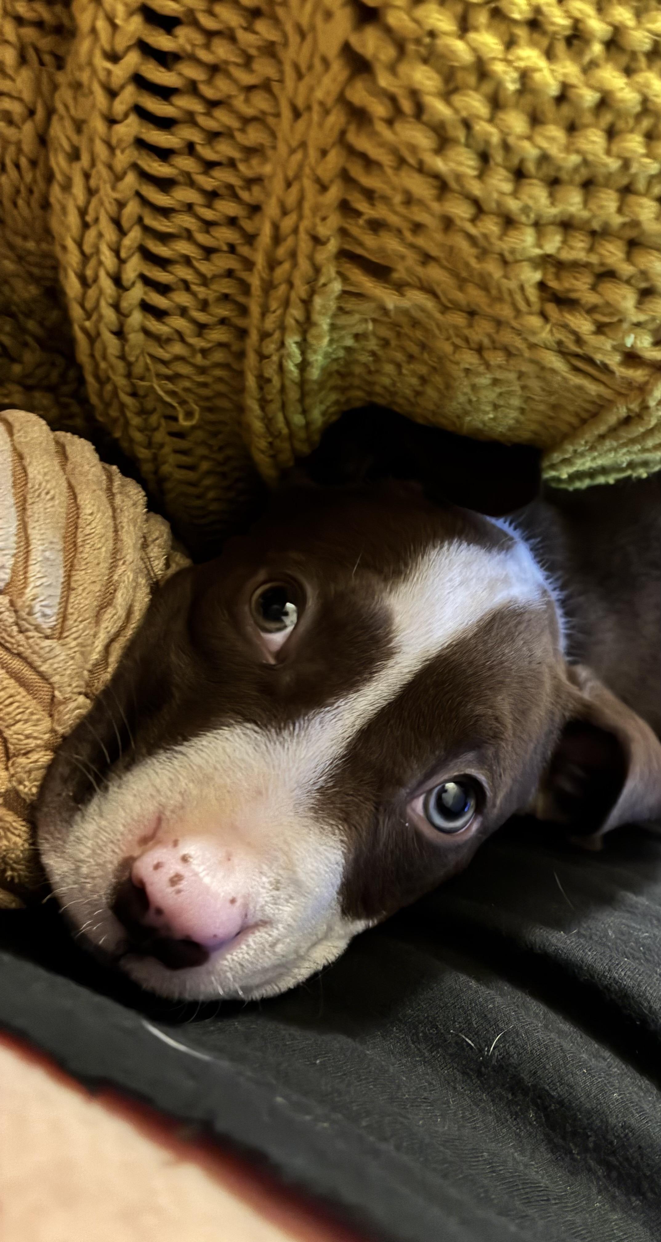 Enlarge Ralphie, a Adoptable mixed breed in New Orleans, LA image 2/5