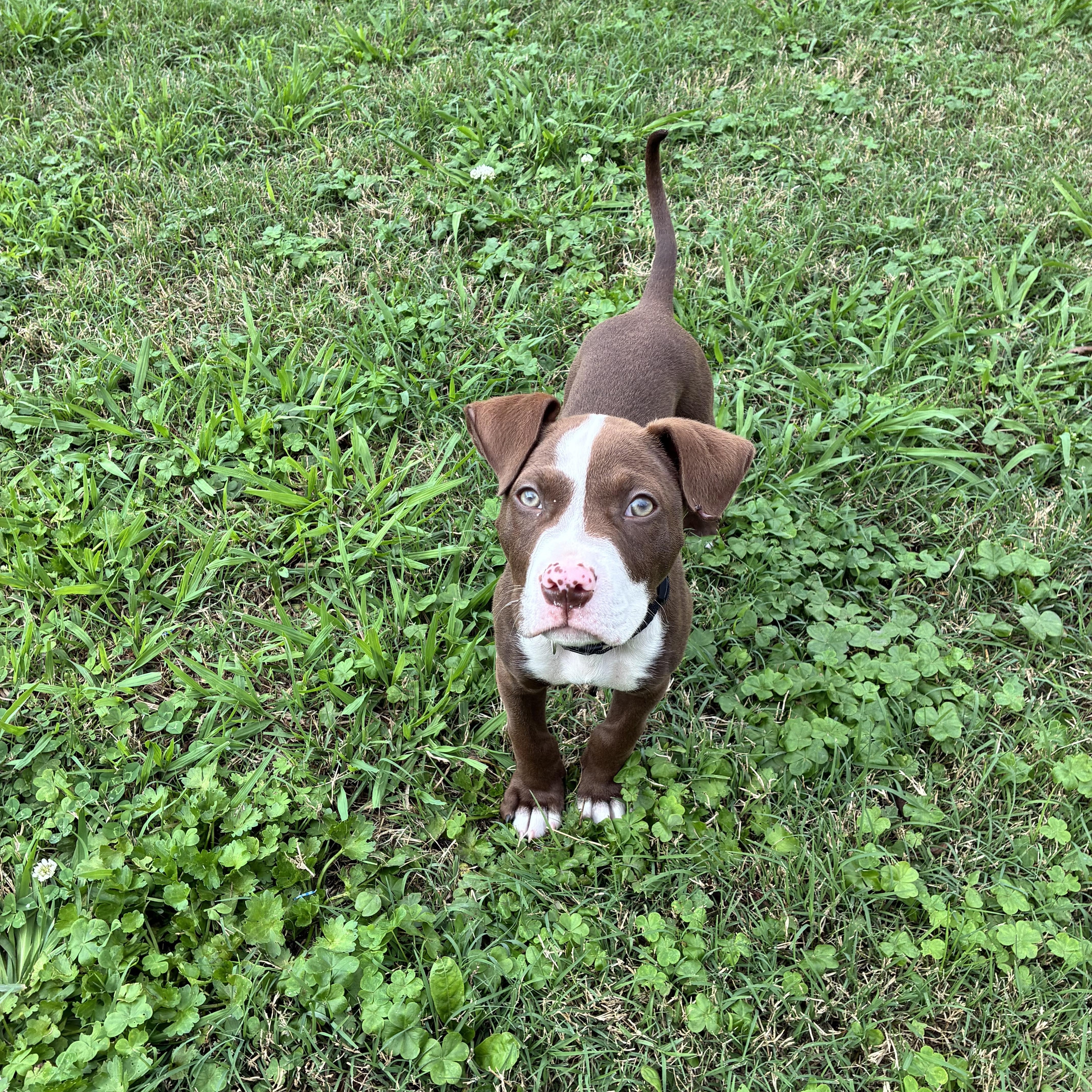 Enlarge Ralphie, a Adoptable mixed breed in New Orleans, LA image 4/5