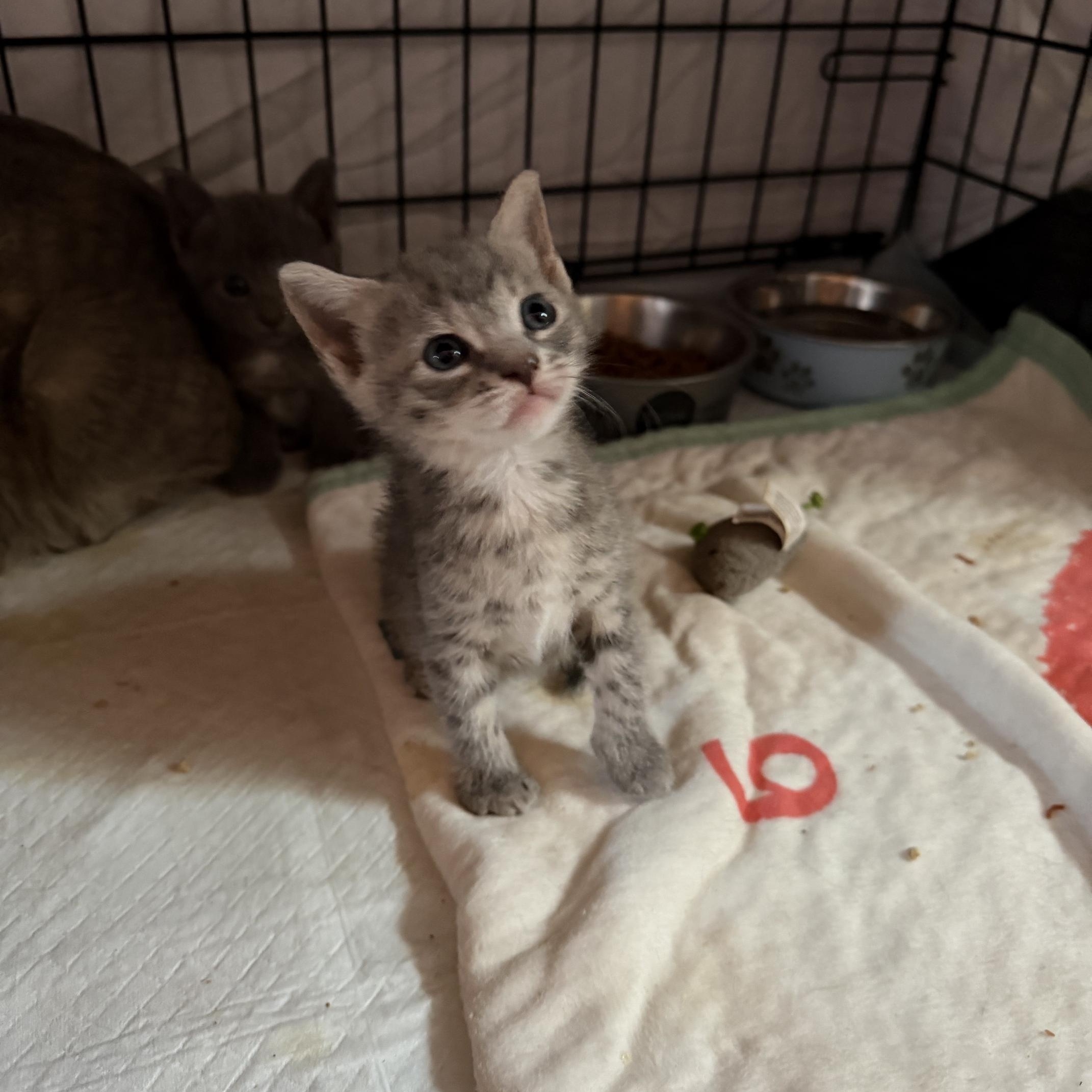 Enlarge Nova, a ADOPTABLE Domestic Short Hair in Boston, MA image 3/3