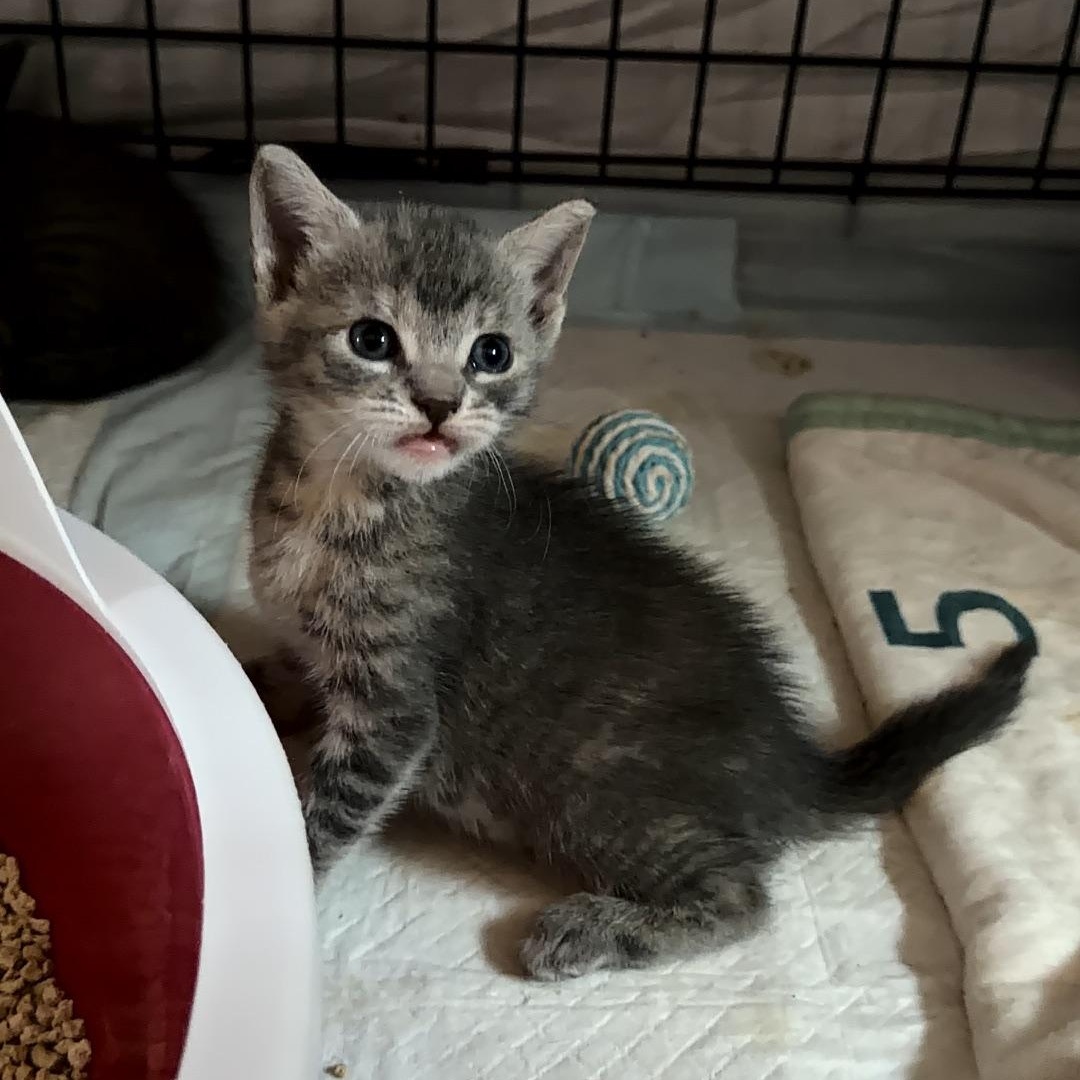 Nova, ADOPTABLE, Kitten Female Domestic Short Hair.