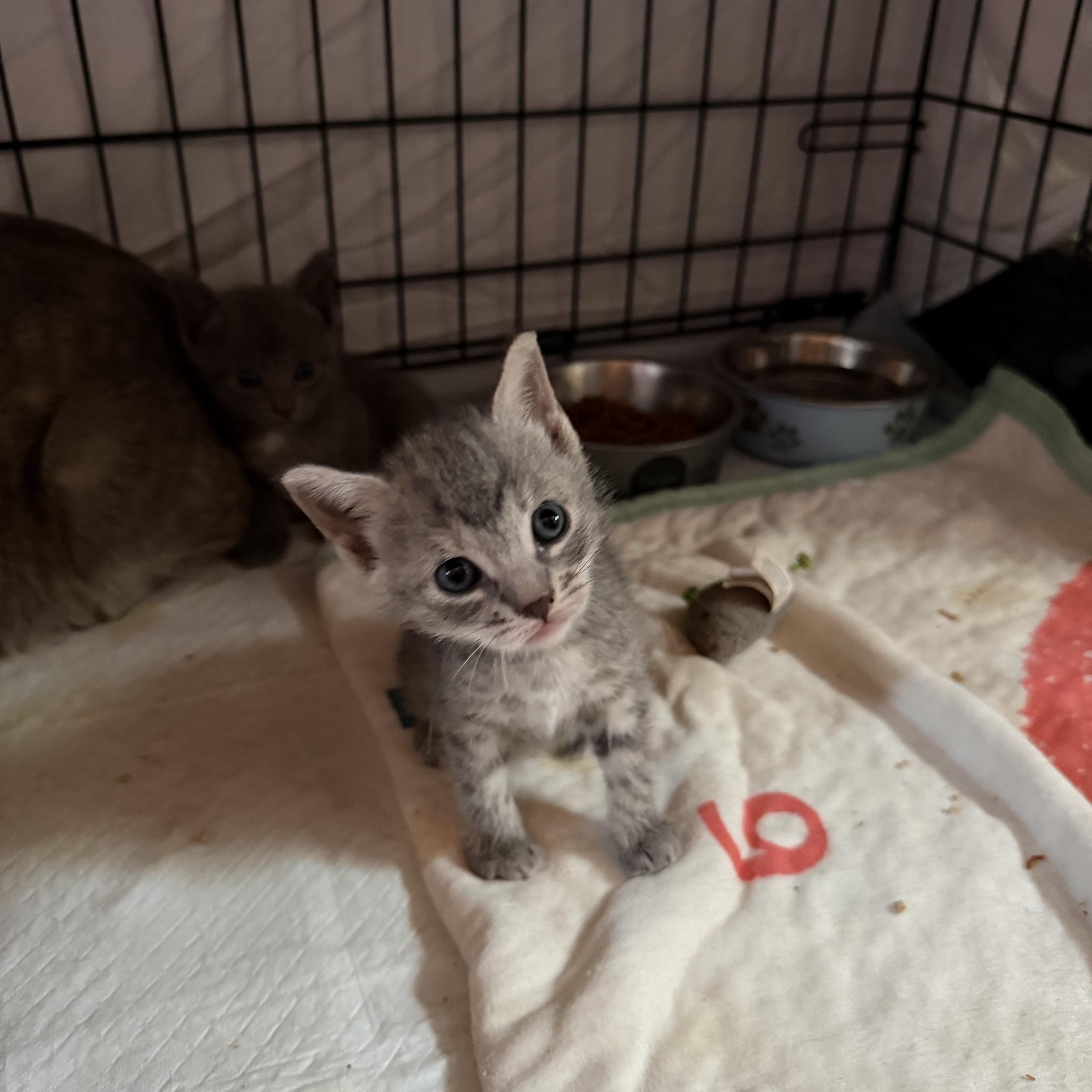 Enlarge Nova, a ADOPTABLE Domestic Short Hair in Boston, MA image 2/3