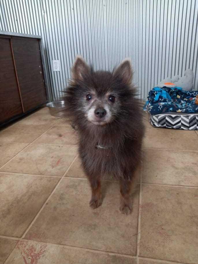 Enlarge Prince, a Adopted Mixed Breed in Owenton, KY image 2/2