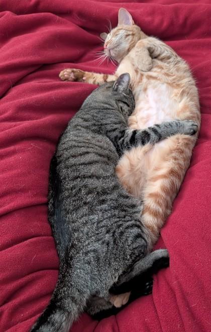 Dawn, Adoptable, Kitten Female Domestic Short Hair & Domestic Short Hair.