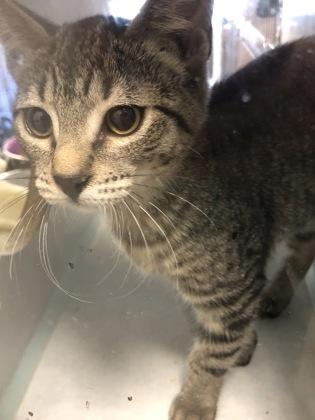 Dawn, Adoptable, Kitten Female Domestic Short Hair & Domestic Short Hair.