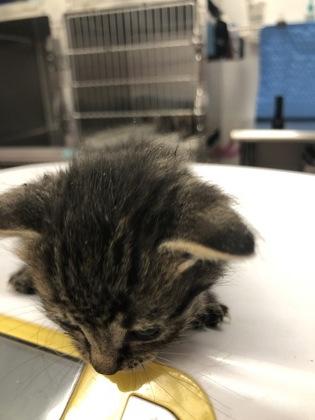 Dawn, Adoptable, Kitten Female Domestic Short Hair & Domestic Short Hair.