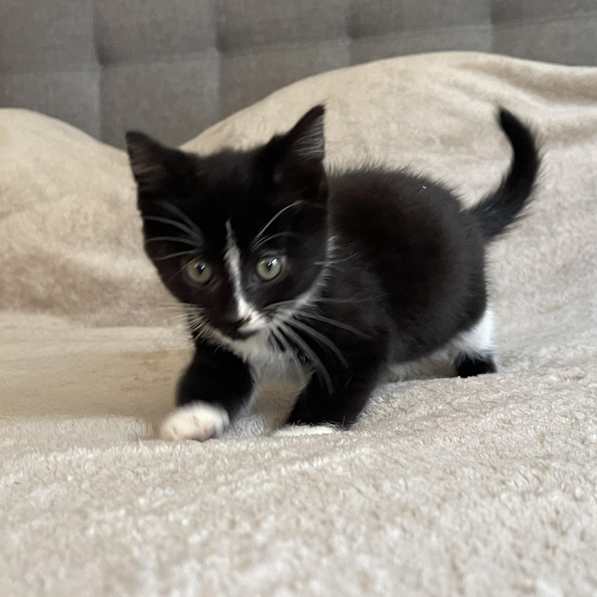 Ash, a Adoptable mixed breed in Scranton, PA image 2/3