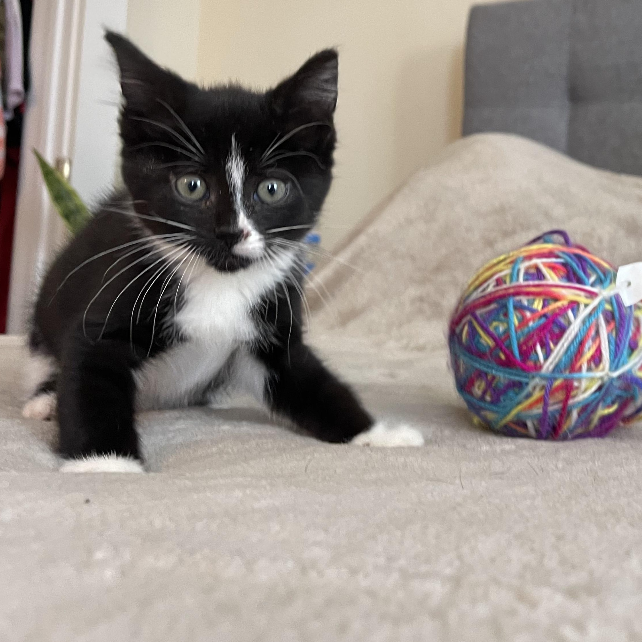 Ash, Adoptable, Kitten Female Domestic Short Hair & Tuxedo.