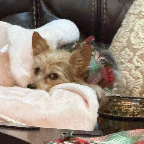 Enlarge Amber, a Adoptable Yorkshire Terrier in Baton Rouge, LA image 2/6