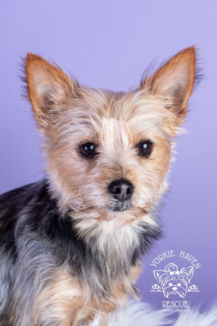 Enlarge Amber, a Adoptable Yorkshire Terrier in Baton Rouge, LA image 5/6