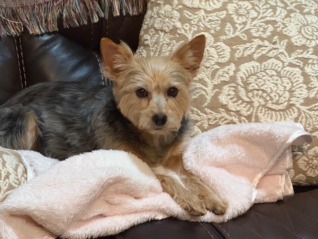 Enlarge Amber, a Adoptable Yorkshire Terrier in Baton Rouge, LA image 3/6