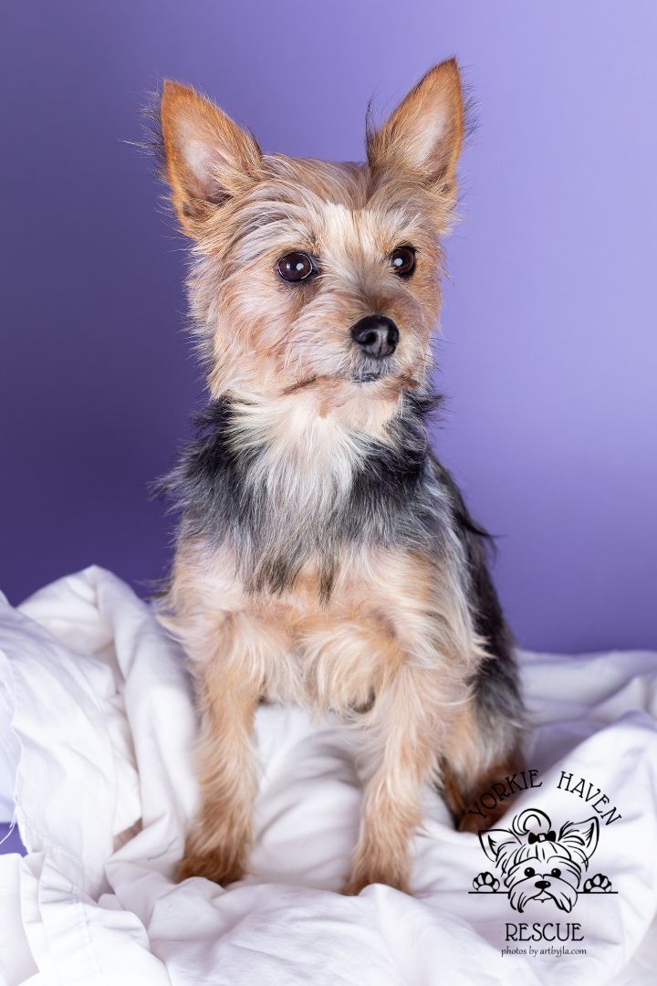 Enlarge Amber, a Adoptable Yorkshire Terrier in Baton Rouge, LA image 4/6