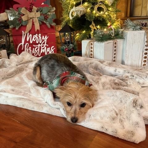 Enlarge Amber, a Adoptable Yorkshire Terrier in Baton Rouge, LA image 1/6