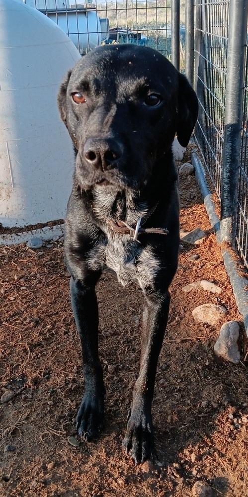 Enlarge Giji, a Adoptable mixed breed in Challis, ID image 2/6