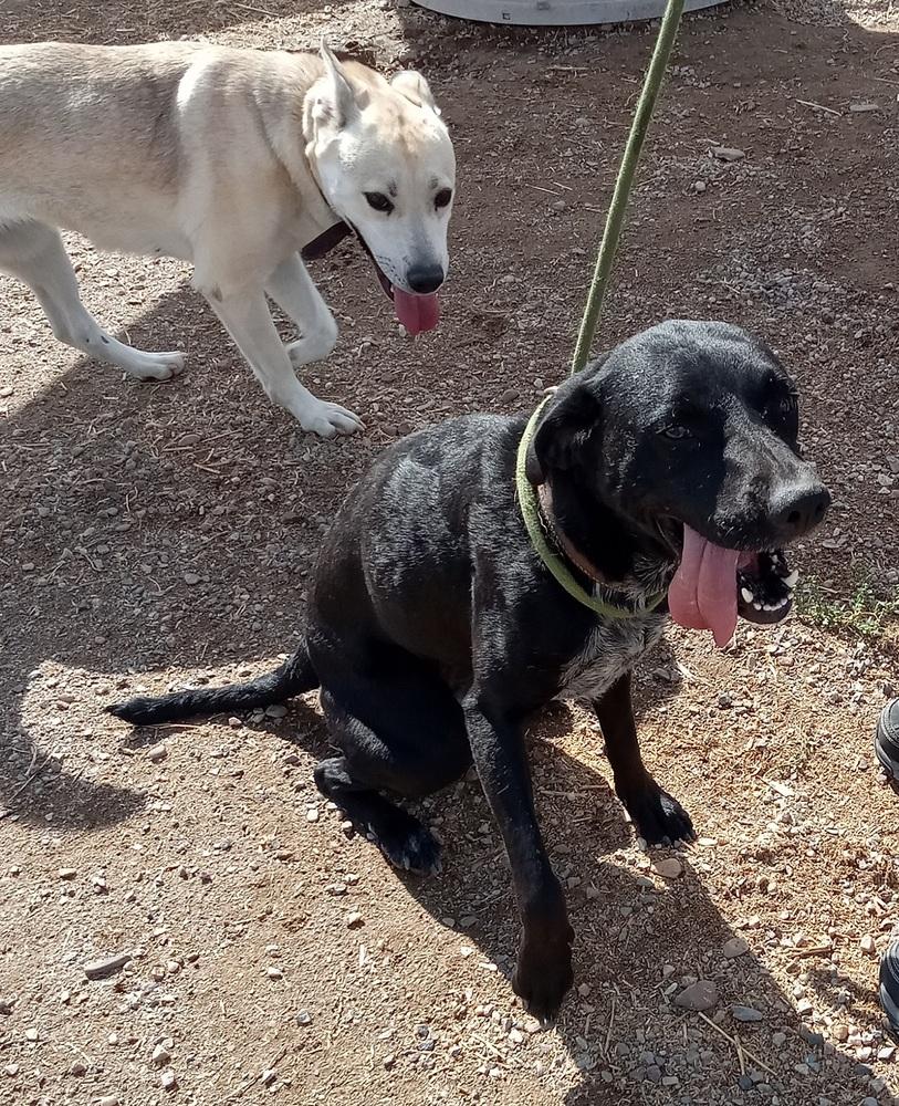 Enlarge Giji, a Adoptable mixed breed in Challis, ID image 3/6