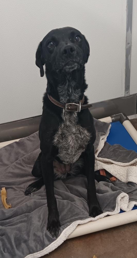 Enlarge Giji, a Adoptable mixed breed in Challis, ID image 4/6