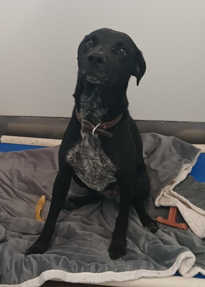 Enlarge Giji, a Adoptable mixed breed in Challis, ID image 5/6