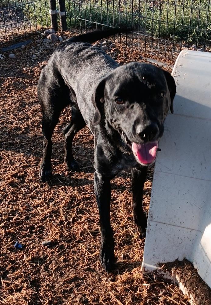 Enlarge Giji, a Adoptable mixed breed in Challis, ID image 6/6