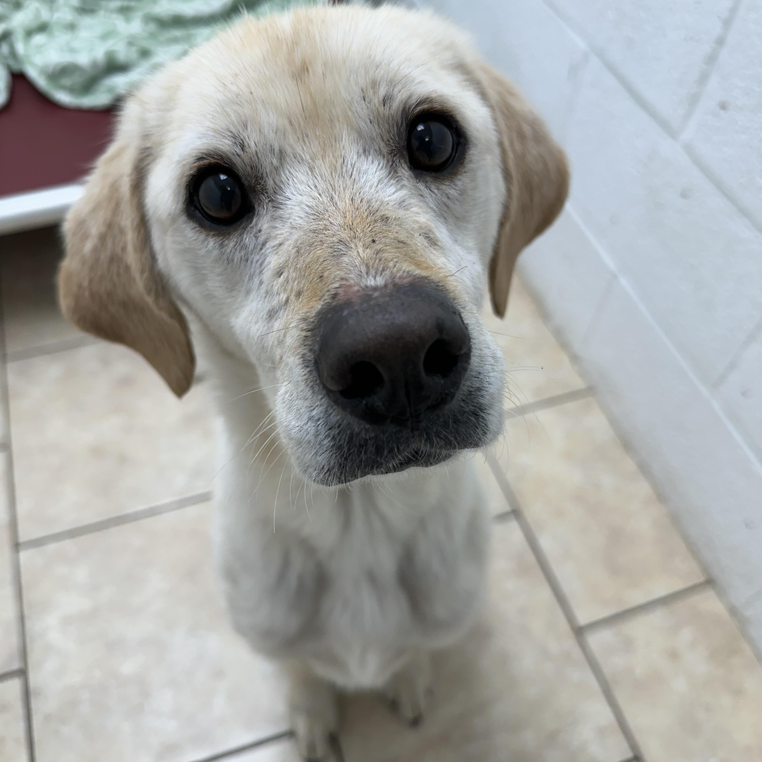 Enlarge Josie, a ADOPTABLE Labrador Retriever in Pacific, MO image 2/3
