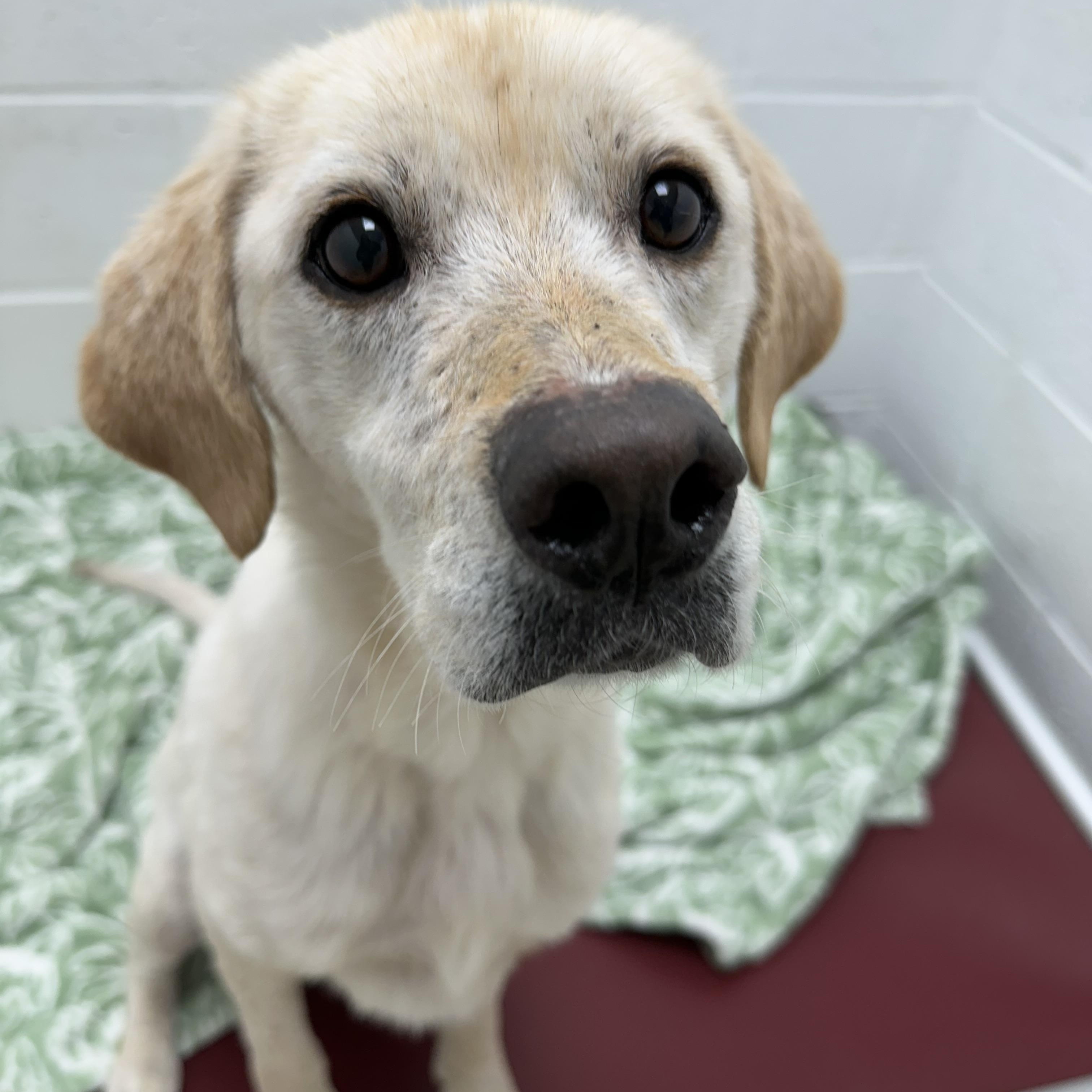 Josie, ADOPTABLE, Adult Female Labrador Retriever.