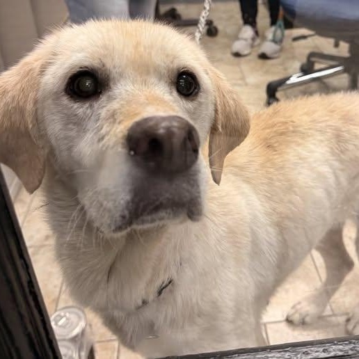 Enlarge Josie, a ADOPTABLE Labrador Retriever in Pacific, MO image 3/3