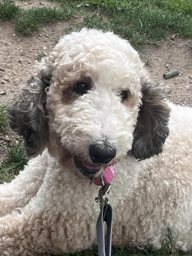 Enlarge Addy (26-109 D), a Adoptable mixed breed in Lansing, MI image 1/4