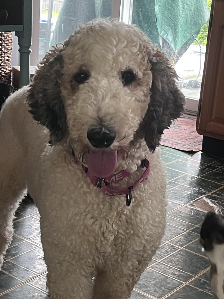 Enlarge Addy (26-109 D), a Adoptable mixed breed in Lansing, MI image 2/4