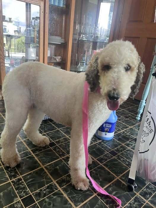 Enlarge Addy (26-109 D), a Adoptable mixed breed in Lansing, MI image 3/4