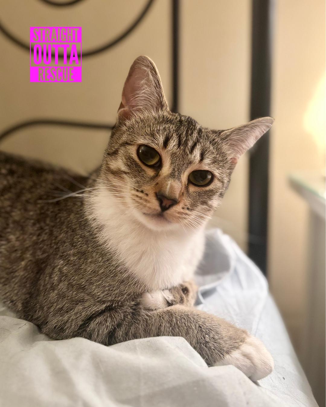 Luna - New Bio and Photos*, an adoptable Tabby in Vancouver, BC, V6K 1P8 | Photo Image 2