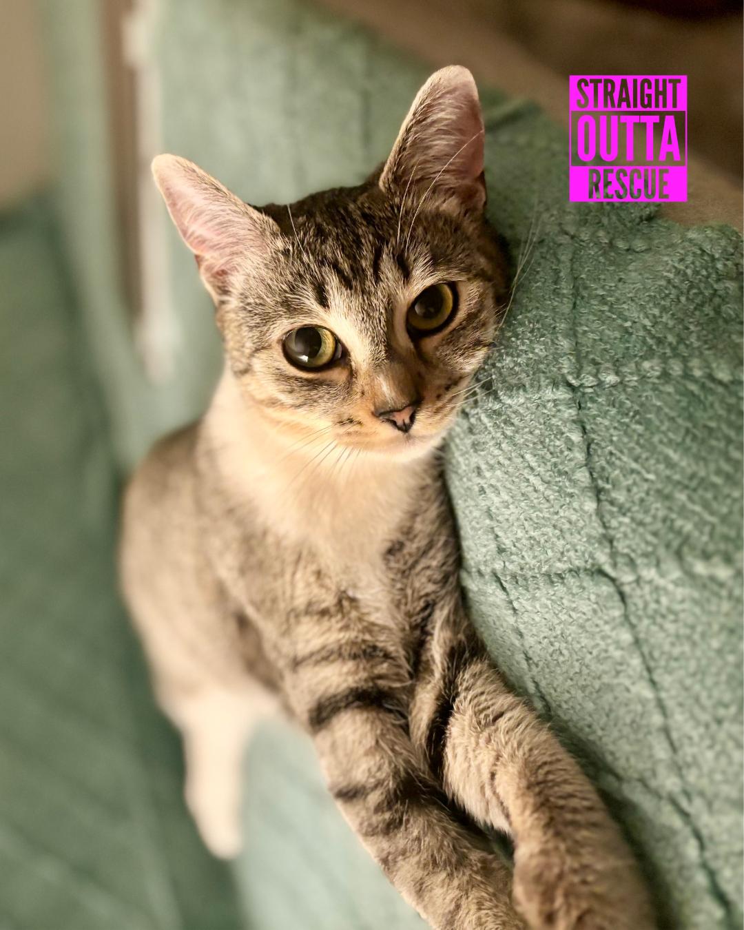 Luna - New Bio and Photos*, an adoptable Tabby in Vancouver, BC, V6K 1P8 | Photo Image 6