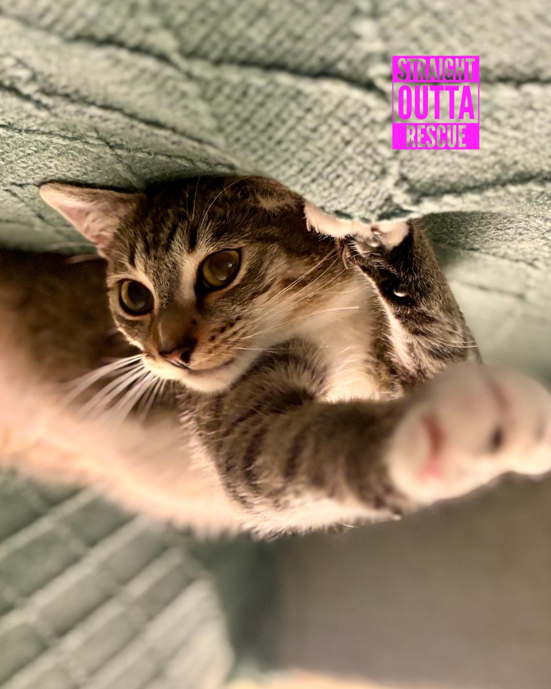 Luna - New Bio and Photos*, an adoptable Tabby in Vancouver, BC, V6K 1P8 | Photo Image 5
