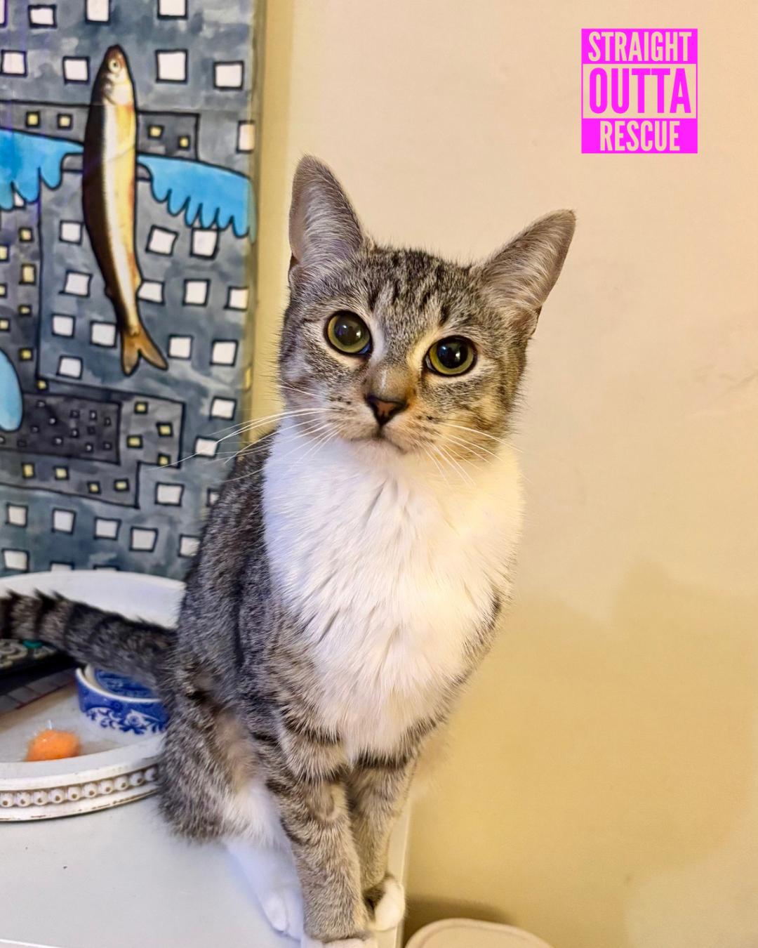 Luna - New Bio and Photos*, an adoptable Tabby in Vancouver, BC, V6K 1P8 | Photo Image 3
