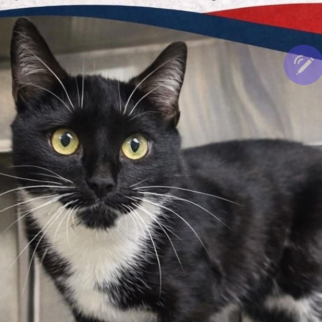 Enlarge Myrtle, an adopted Domestic Short Hair in Stratford, CT image 2/2