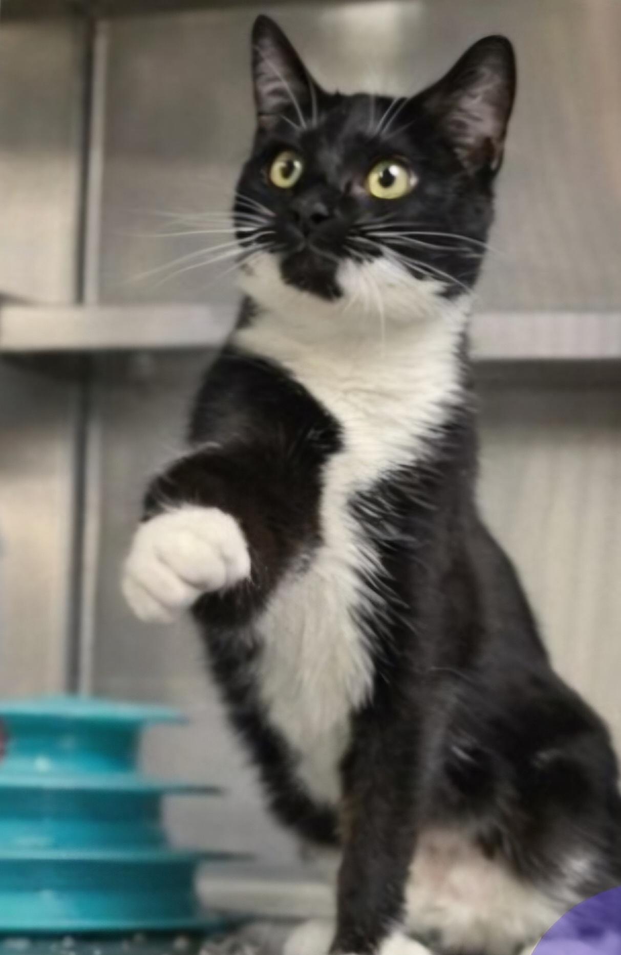 Myrtle, adopted, Adult Female Domestic Short Hair.