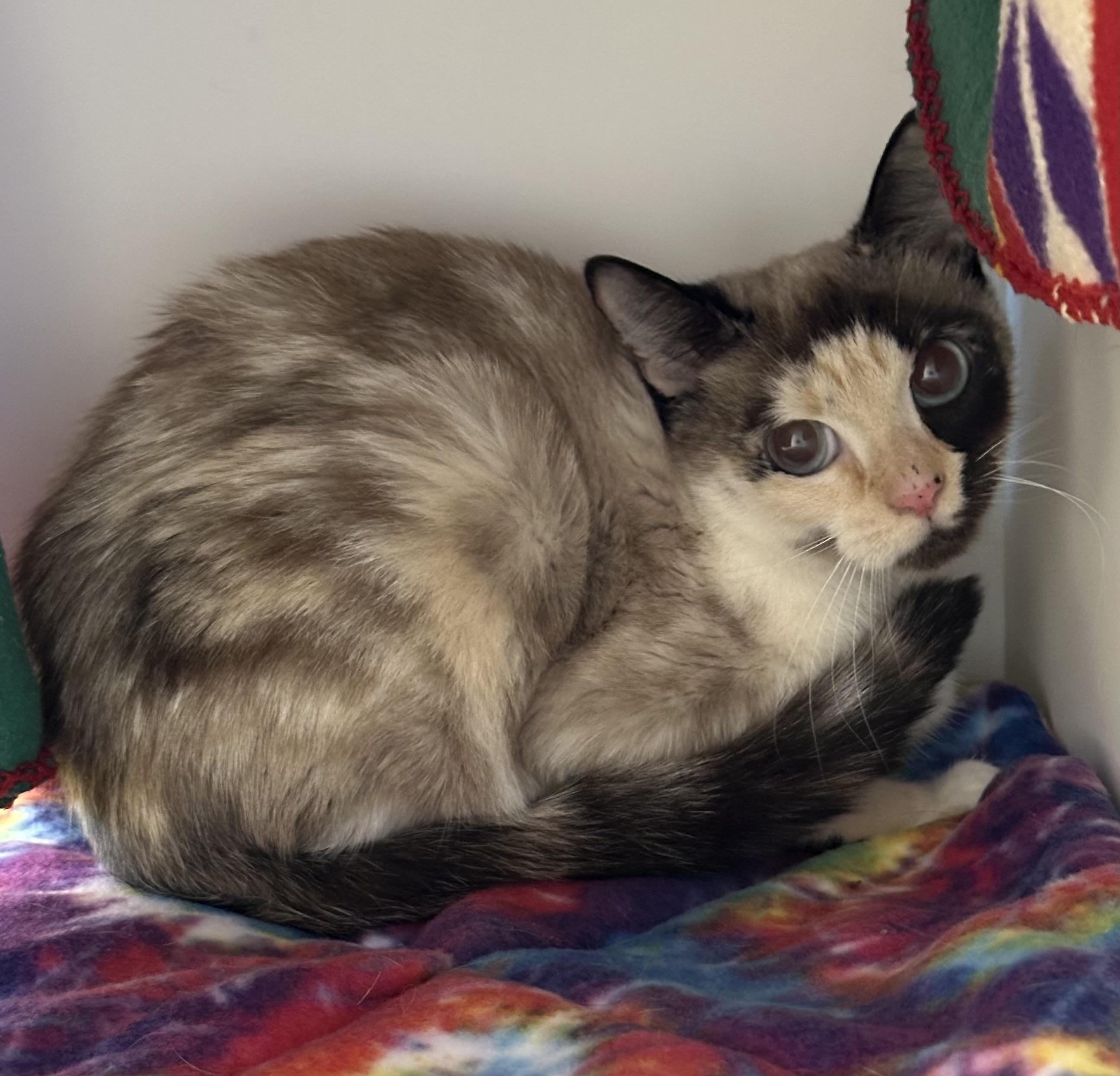 Rosie (ID 48981/3880)