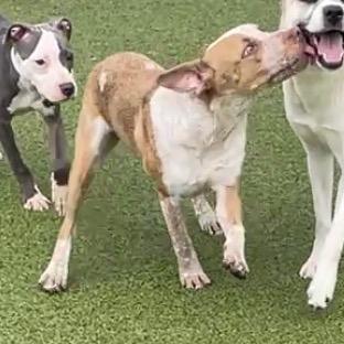 Enlarge Charlie, a Adoptable mixed breed in Bryan, TX image 3/6