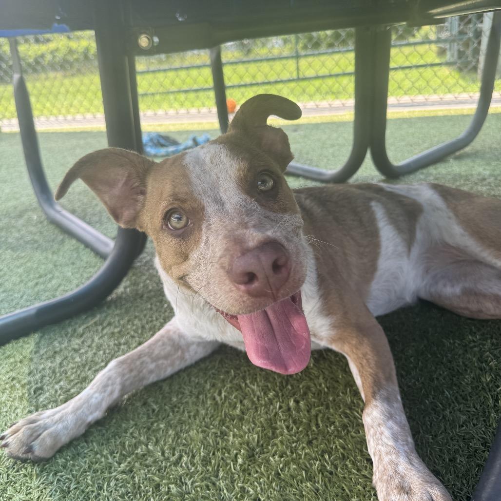 Enlarge Charlie, a Adoptable mixed breed in Bryan, TX image 4/6